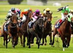 Horse Betting Online